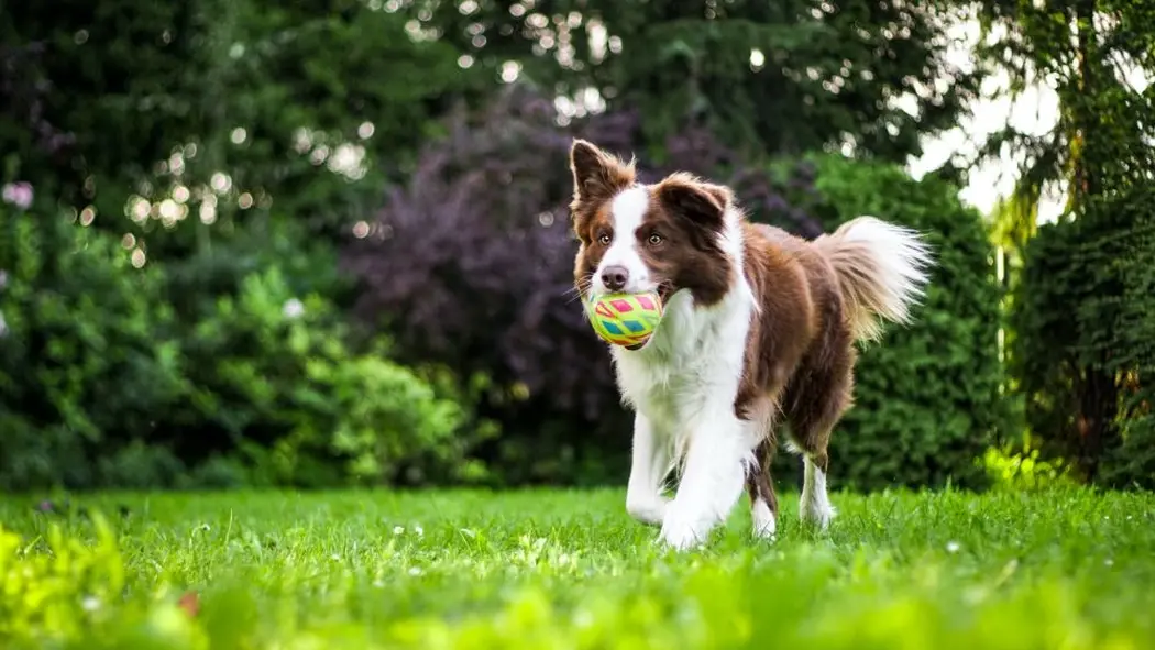 Zabawki dla psa – bezpieczna zabawa dla dużych i małych zwierzaków