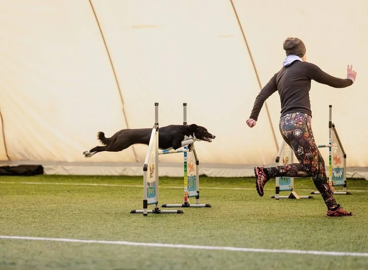 Grafika promocyjna wydarzenia Długi weekend agilitowy z Magdą Łabieniec — Tarnów, Kenzawana