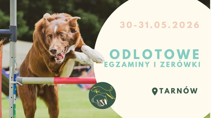 Grafika promocyjna wydarzenia Odlotowe Egzaminy i Zerówki (Kenzawana) — Tarnów, 30–31 maja 2026