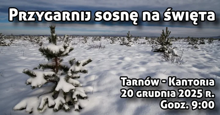 Grafika promocyjna wydarzenia Przygarnij sosnę na święta — Tarnów