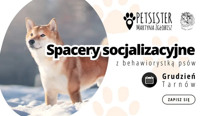 Grafika promocyjna wydarzenia Spacery socjalizacyjne z behawiorystką Martyną Zgłobisz (Tarnów, grudzień 2025)