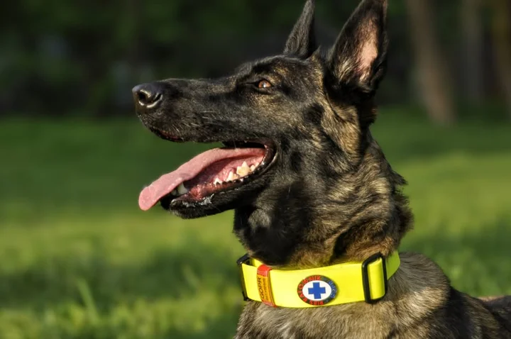 Grafika promocyjna wydarzenia Spotkanie z psami Grupy Krynickiej GOPR w Tarnowie