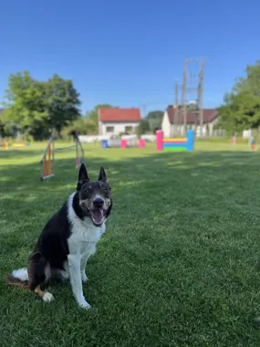 Grafika promocyjna wydarzenia Treningowe Zawody Agility 24.05.2026 — Tarnów