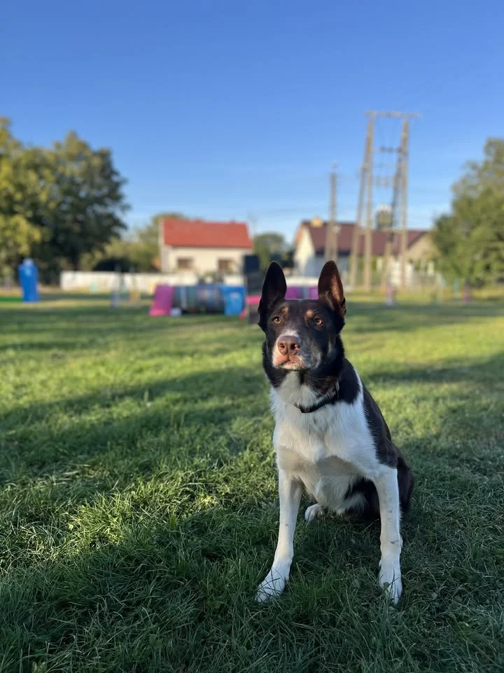 Grafika promocyjna wydarzenia Treningowe Zawody Agility w Tarnowie — 1 marca 2026