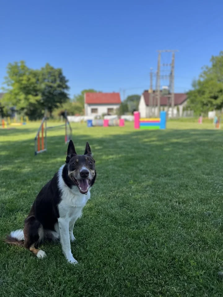 Grafika promocyjna wydarzenia Treningowe Zawody Agility 24.05.2026 — Tarnów
