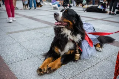 Berneńczyki opanują Tarnów po raz trzynasty